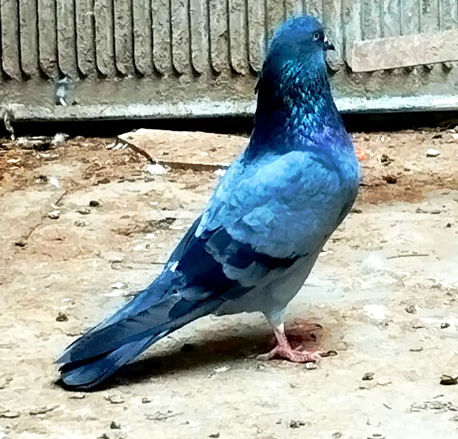 گمشده|حیوانات|قم, نیروگاه|دیوار