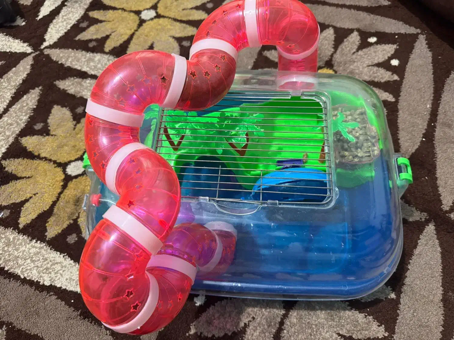 فروش همستر یعنی موش خانگی|موش و خرگوش|سیرجان, |دیوار