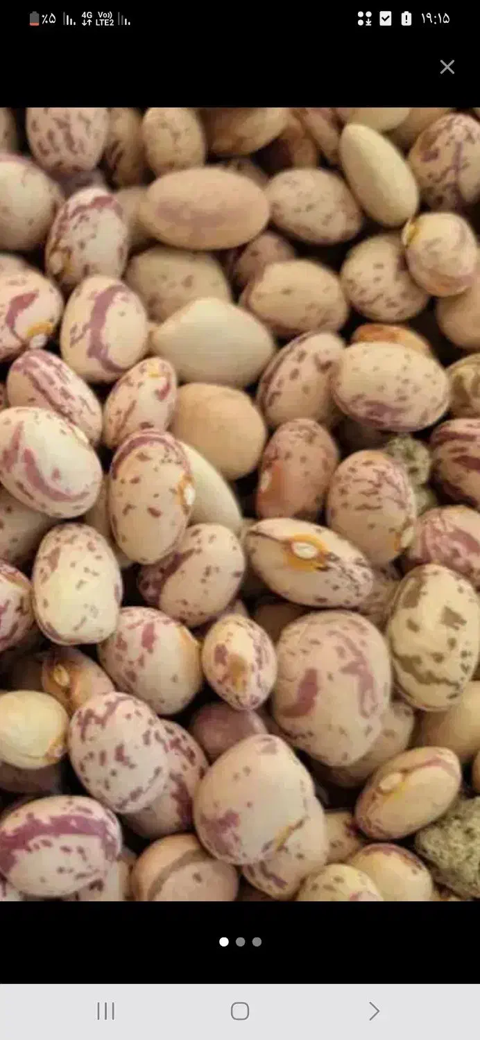 فروش ۲۰ تن چلتوک|خوردنی و آشامیدنی|مرودشت, پشت سایپا‎|دیوار