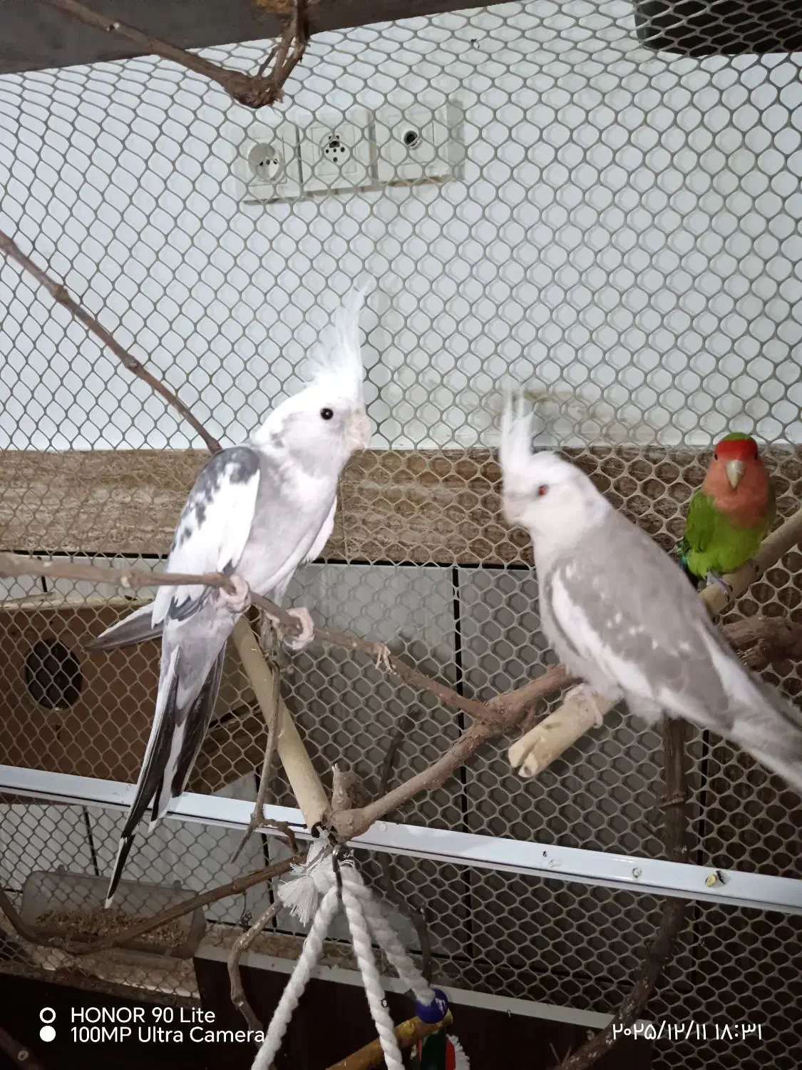 عروسی هلندی جفت تخمگذار|پرنده|کلاله, |دیوار