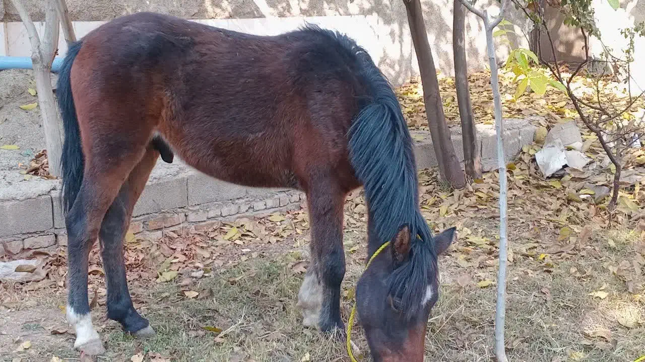 کره اسب نژاد کرد نریون|اسب و تجهیزات اسب‌سواری|هشتگرد, هیو|دیوار