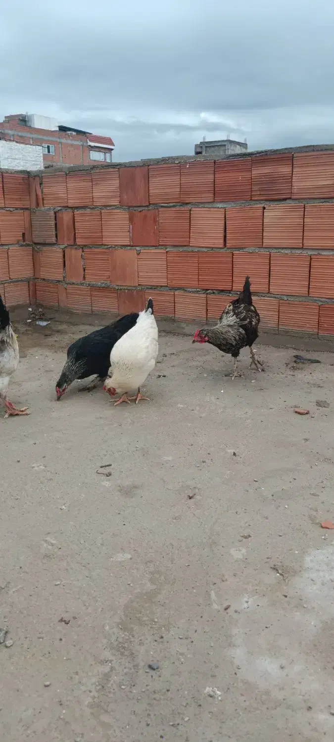 مرغ|حیوانات مزرعه|مینودشت, |دیوار