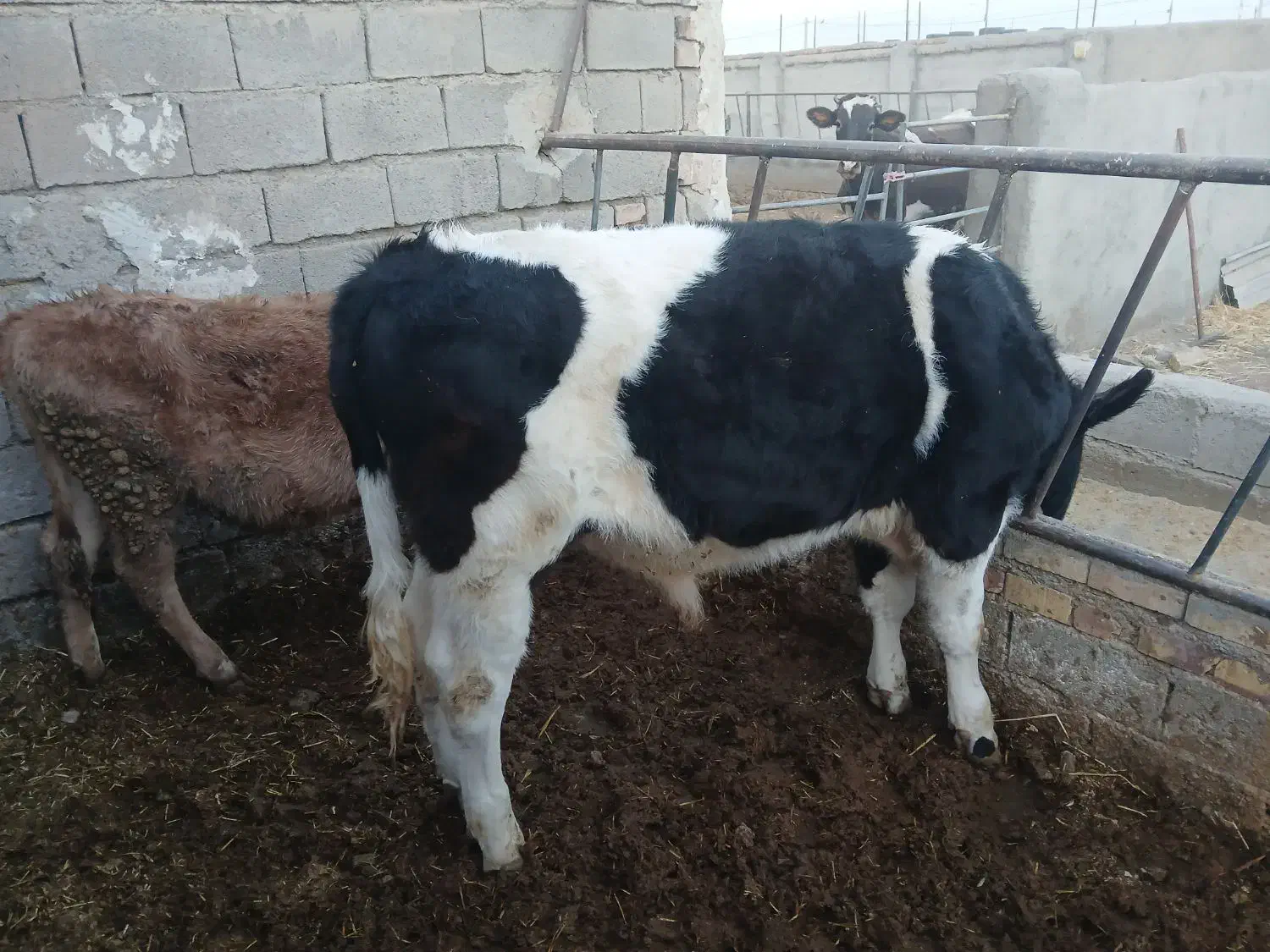 جوانه.گوساله.تلیسه|حیوانات مزرعه|تربت جام, میان جام|دیوار