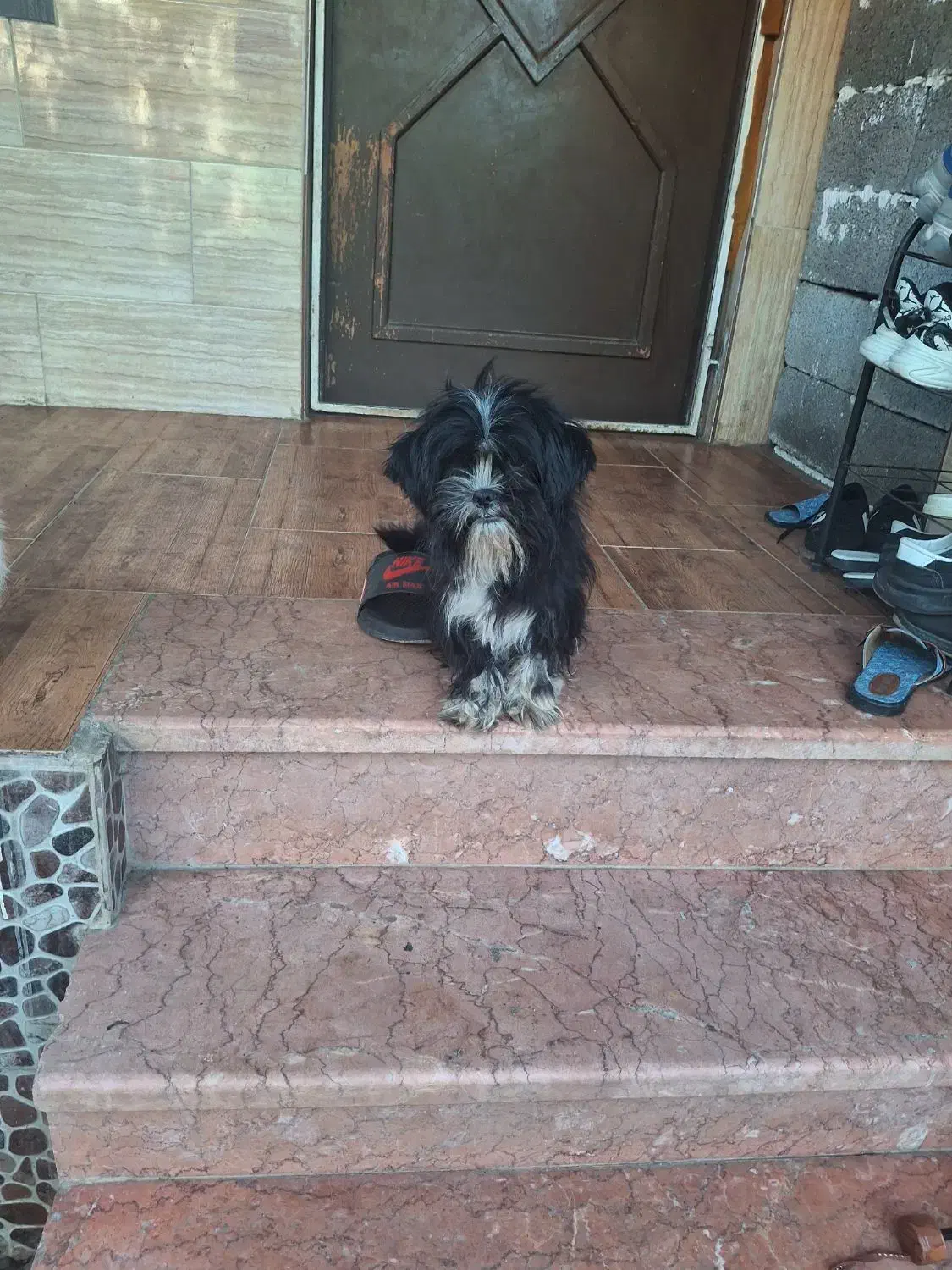 واگذاری رایگان سگ شیتزو ماده|سگ|رشت, لاکان|دیوار