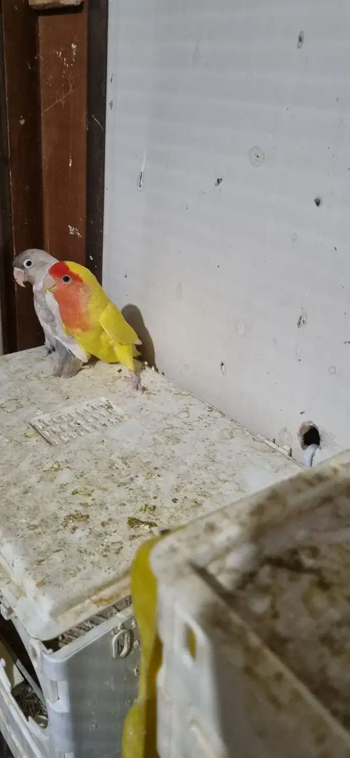 کوتوله|پرنده|سبزوار, شرق کال شمالی|دیوار