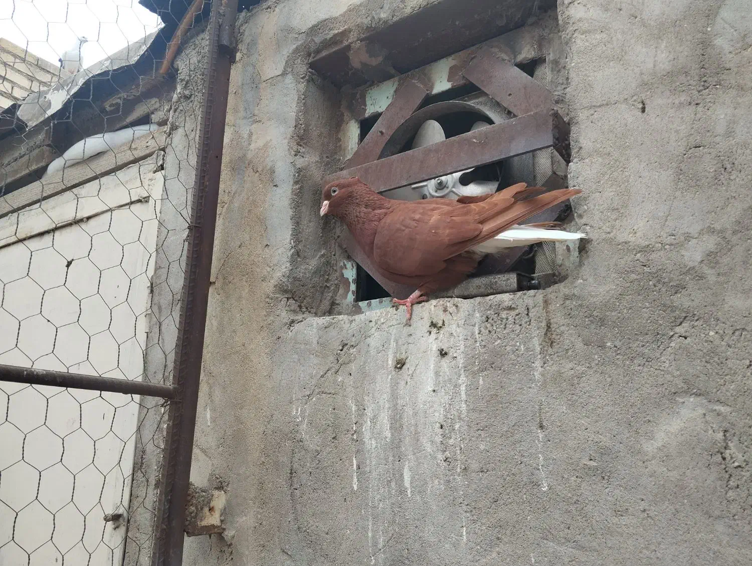 جفت کاغذی دم سفید ودوماده سرخ دم سفید|پرنده|سوسنگرد, |دیوار