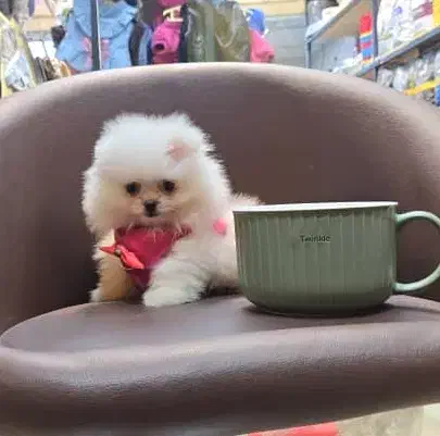 پرورش سگهای گارد|سگ|قم, زنبیل آباد|دیوار