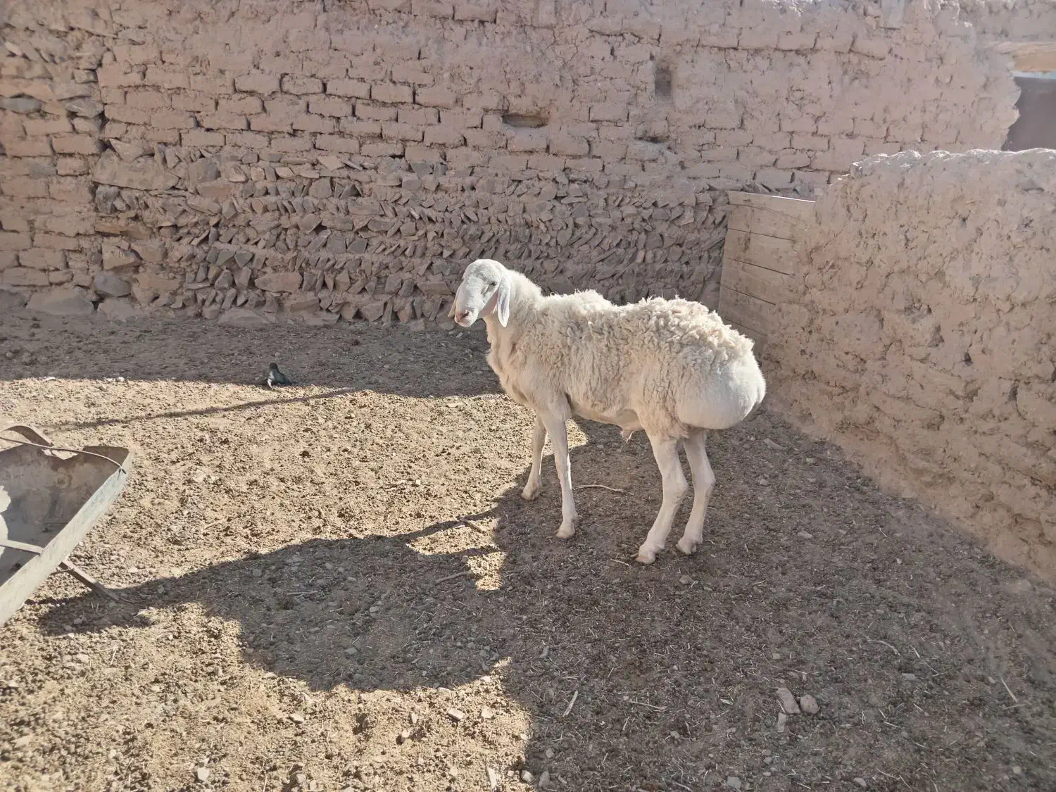 بره نر مناسب تخم یا کشتار|حیوانات مزرعه|درمیان, |دیوار