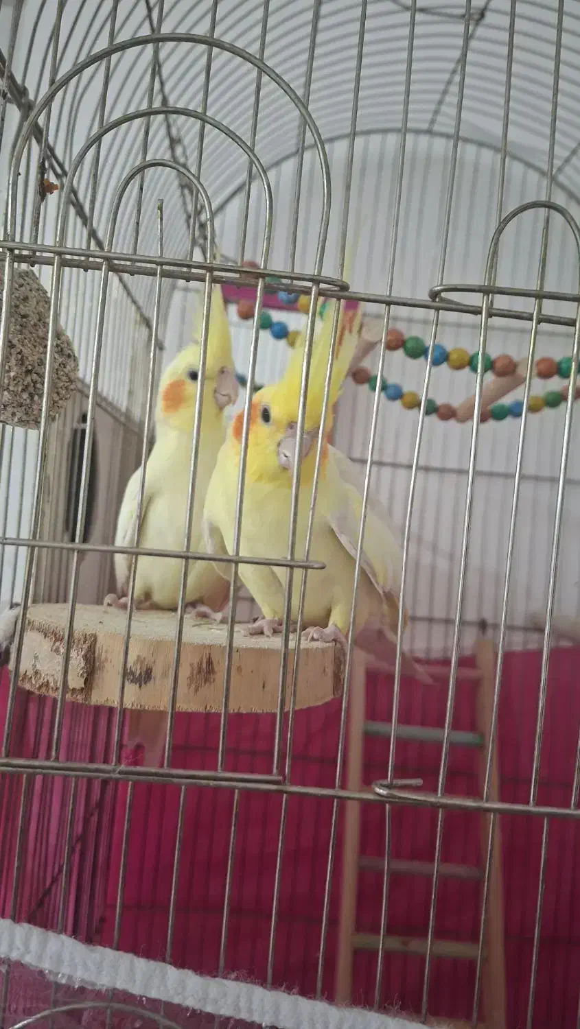 عروس هلندی|پرنده|تربت جام, جامی|دیوار