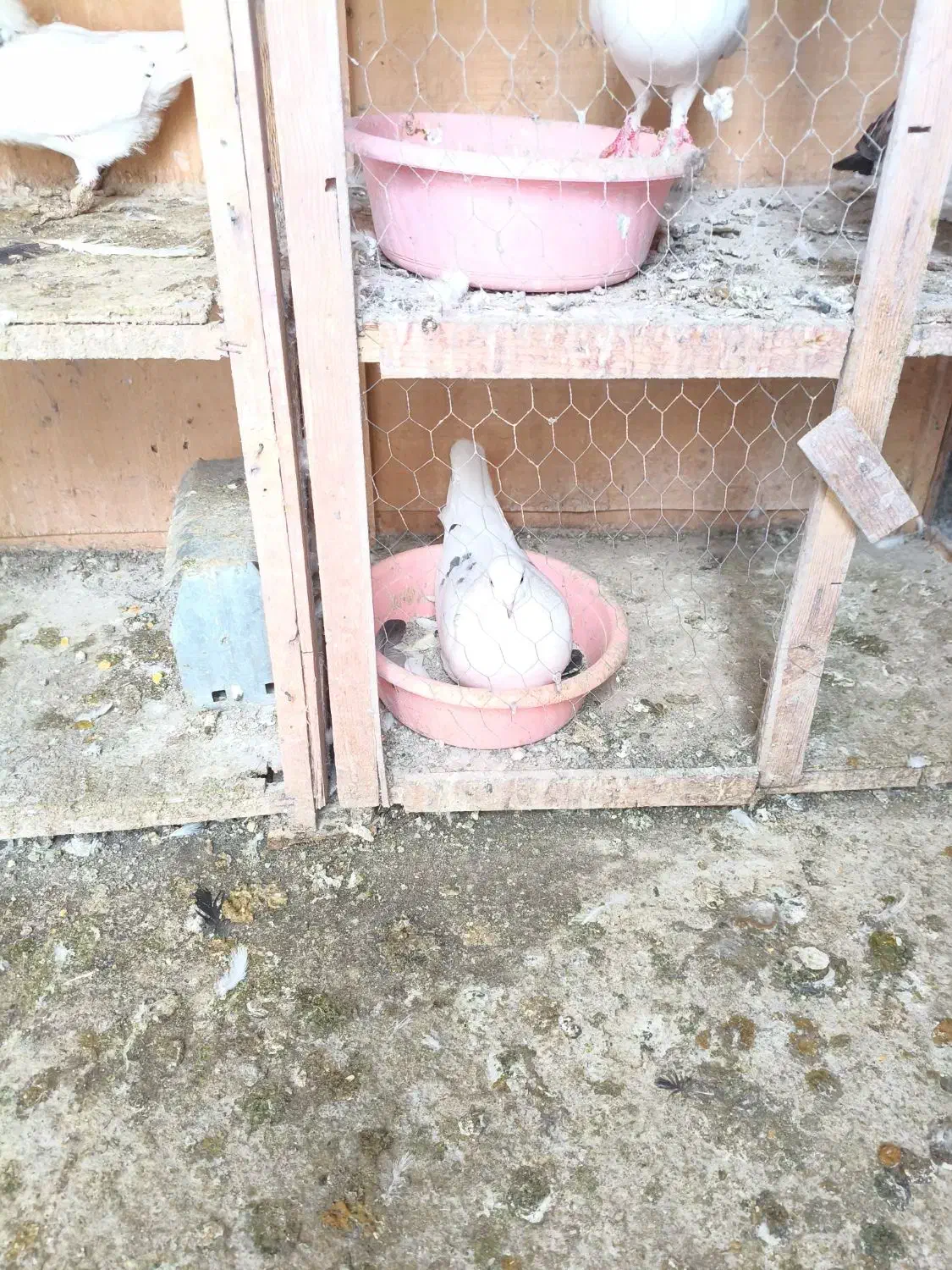 کبوتر فروشی|پرنده|پاکدشت, پاکدشت (مامازند)|دیوار