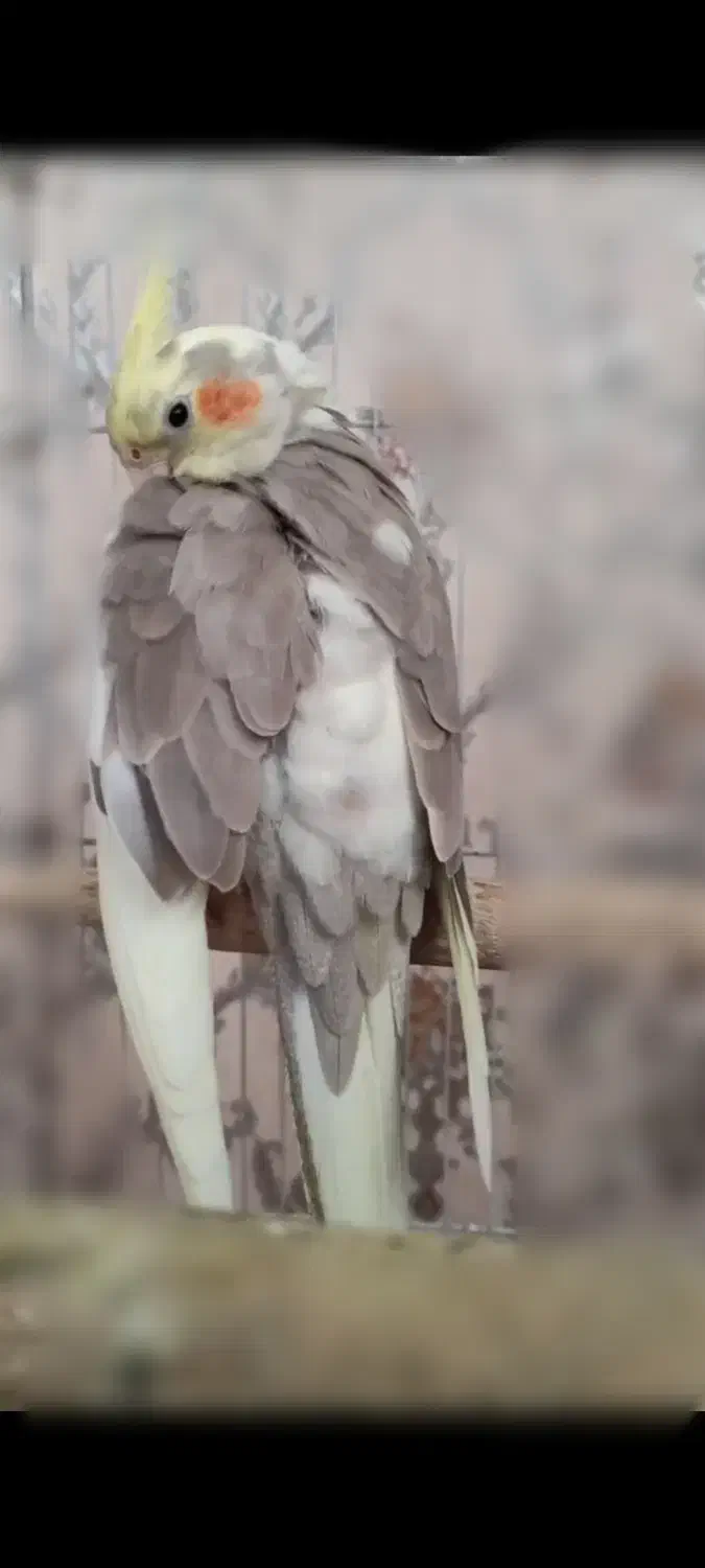 طوطی گمشده|حیوانات|فومن, |دیوار