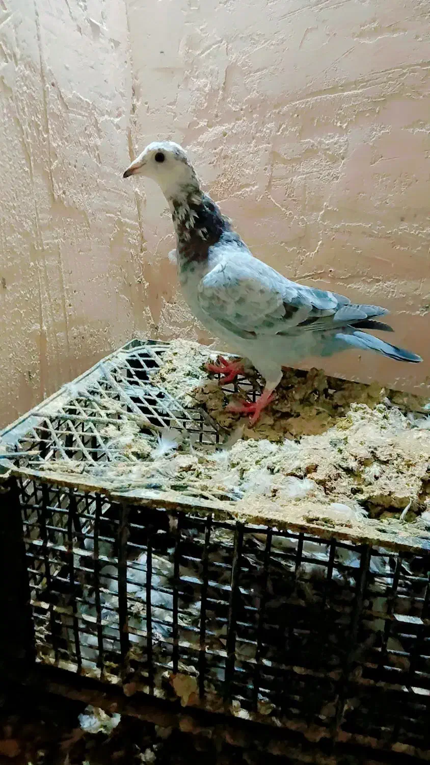 کفتر المانی ورنگه|پرنده|سلیمان, |دیوار