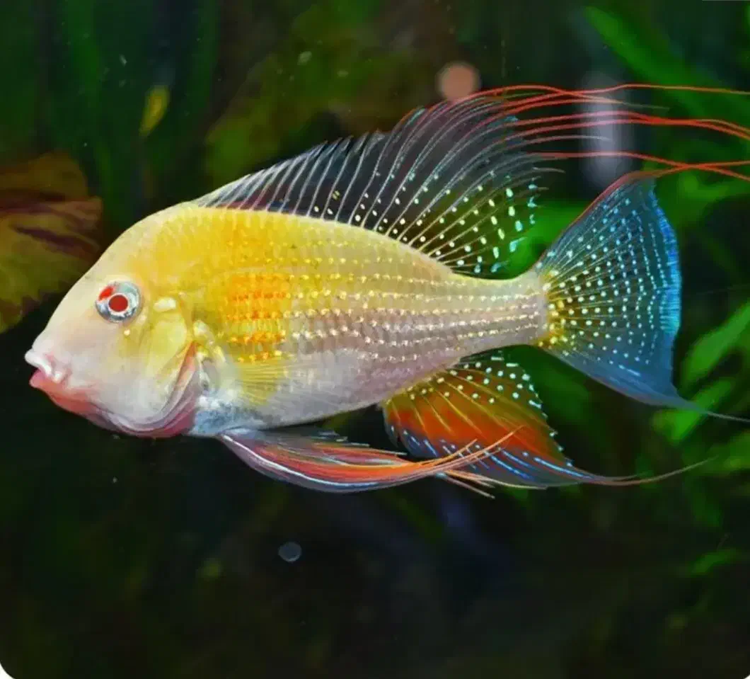 ماهی سرای نیشابور|ماهی|نیشابور, دارایی|دیوار