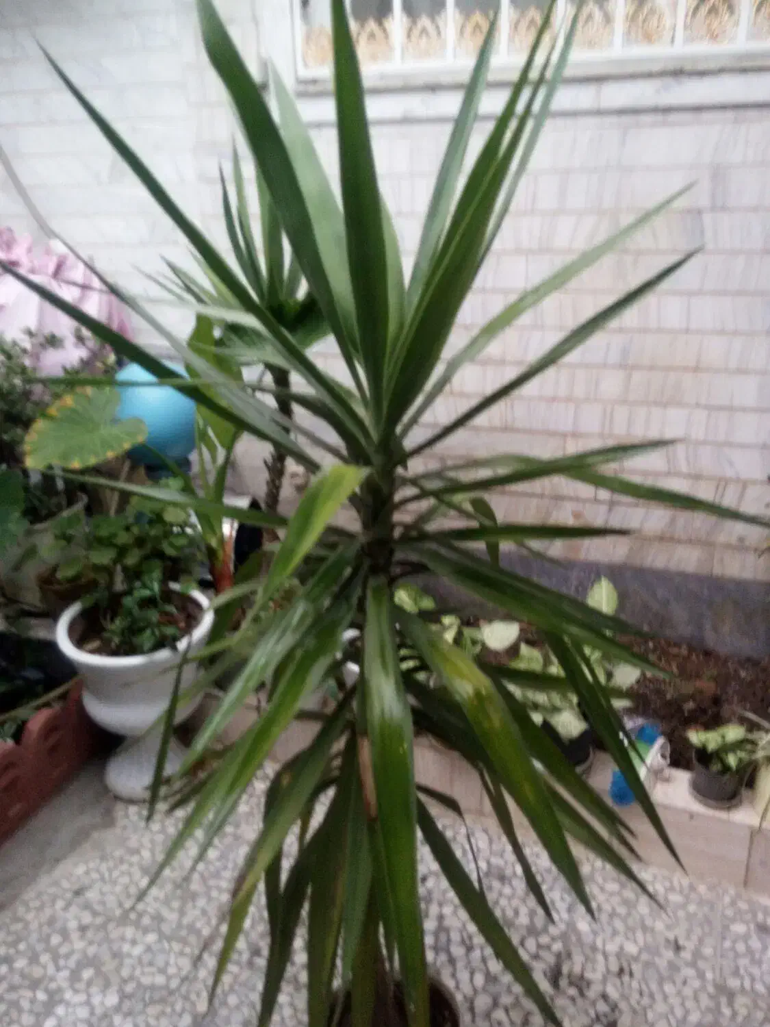 گل یوکا پنج ساله سرسبز|گل و گیاه طبیعی|رشت, دیانتی|دیوار