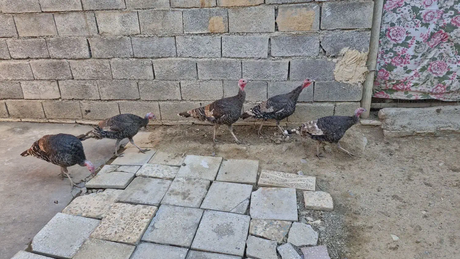 سلام وقت همگی بخیر|حیوانات مزرعه|گیان, |دیوار