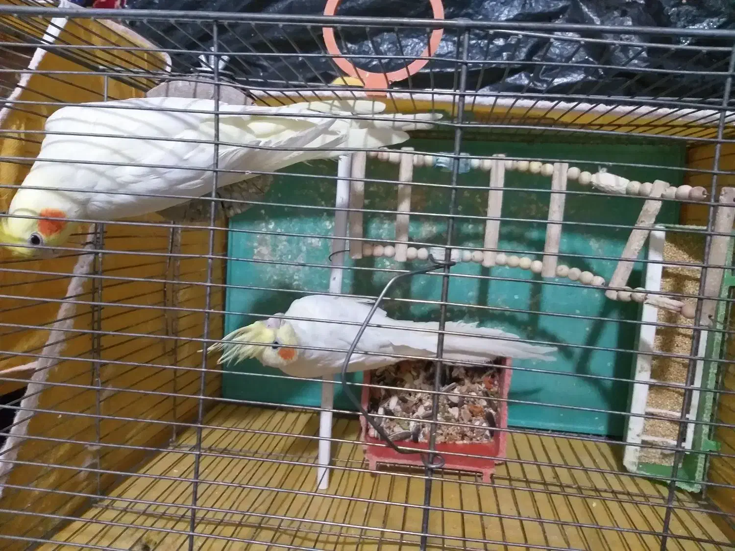 عروس هلندی|پرنده|اصفهان, سرچشمه|دیوار