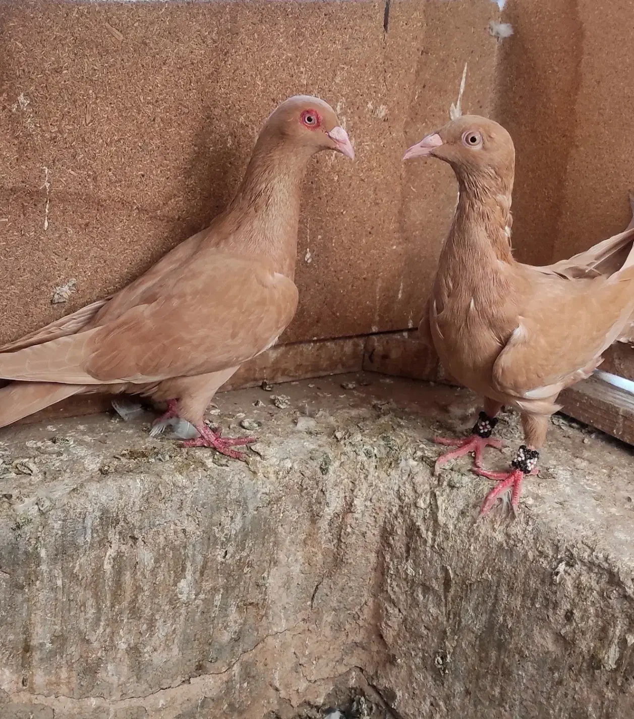 کبوتر زرد به شرط|پرنده|جوین, |دیوار