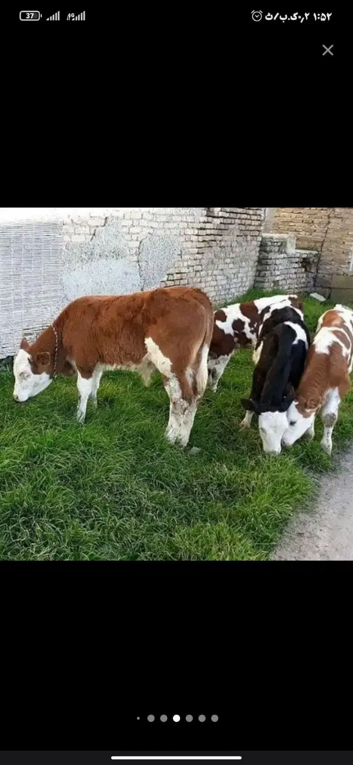 انواع گوساله در وزن های مختلف نر و ماده|حیوانات مزرعه|آبگرم, |دیوار