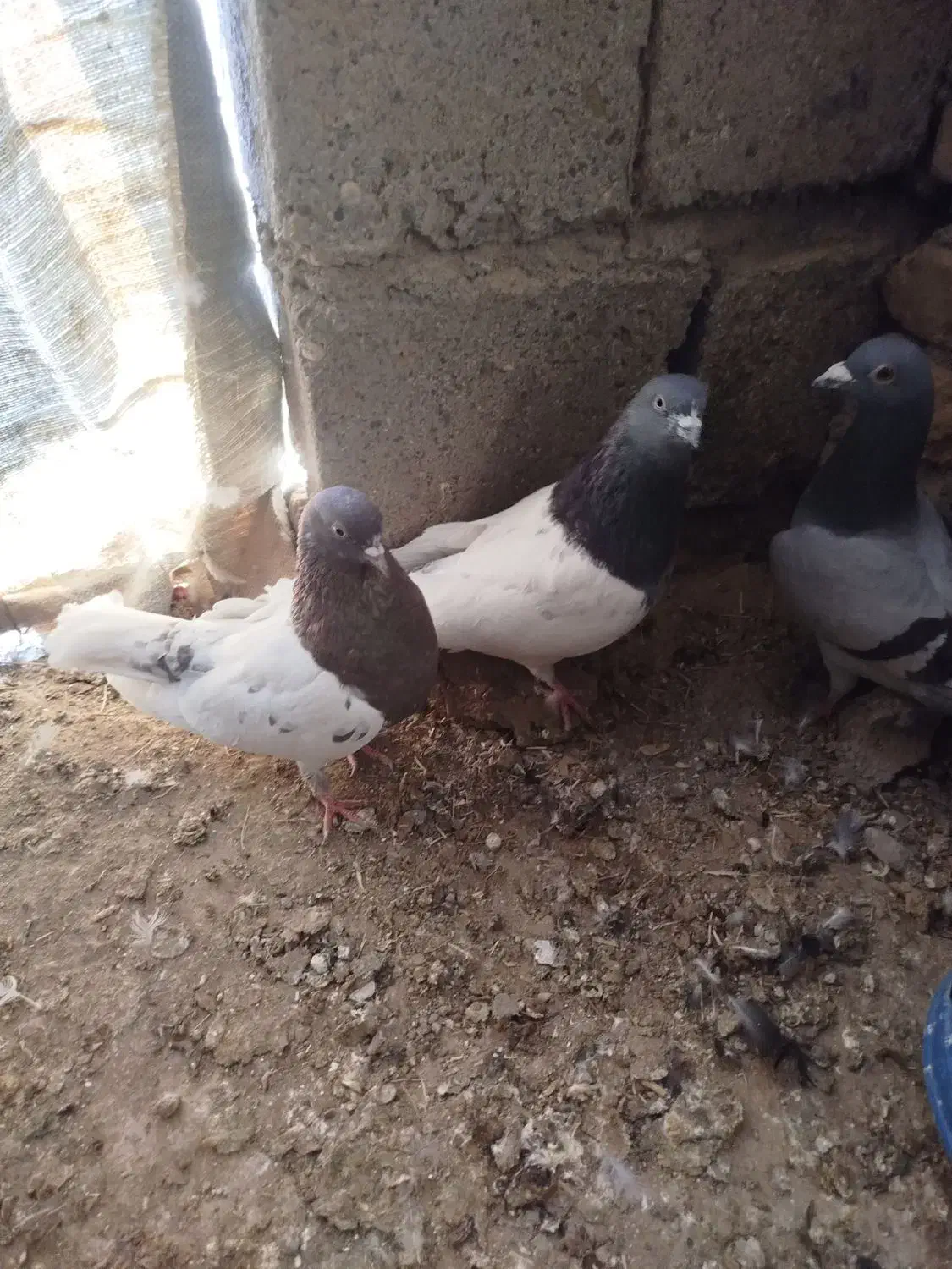 کبوتر کله ای|پرنده|فیروزآباد (آذربایجان), |دیوار