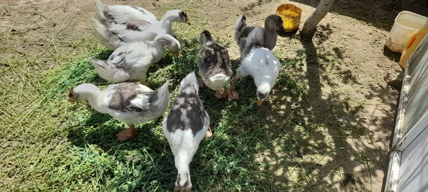 جوجه غاز|حیوانات مزرعه|سبزوار, رباط|دیوار