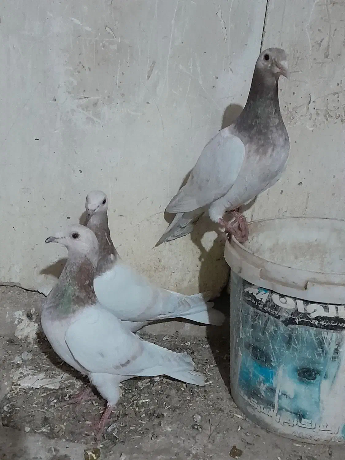 ونروی مسافتی،سارکله همانسل قزوینی،سارکرمونی پرخال|پرنده|ملکآباد, |دیوار