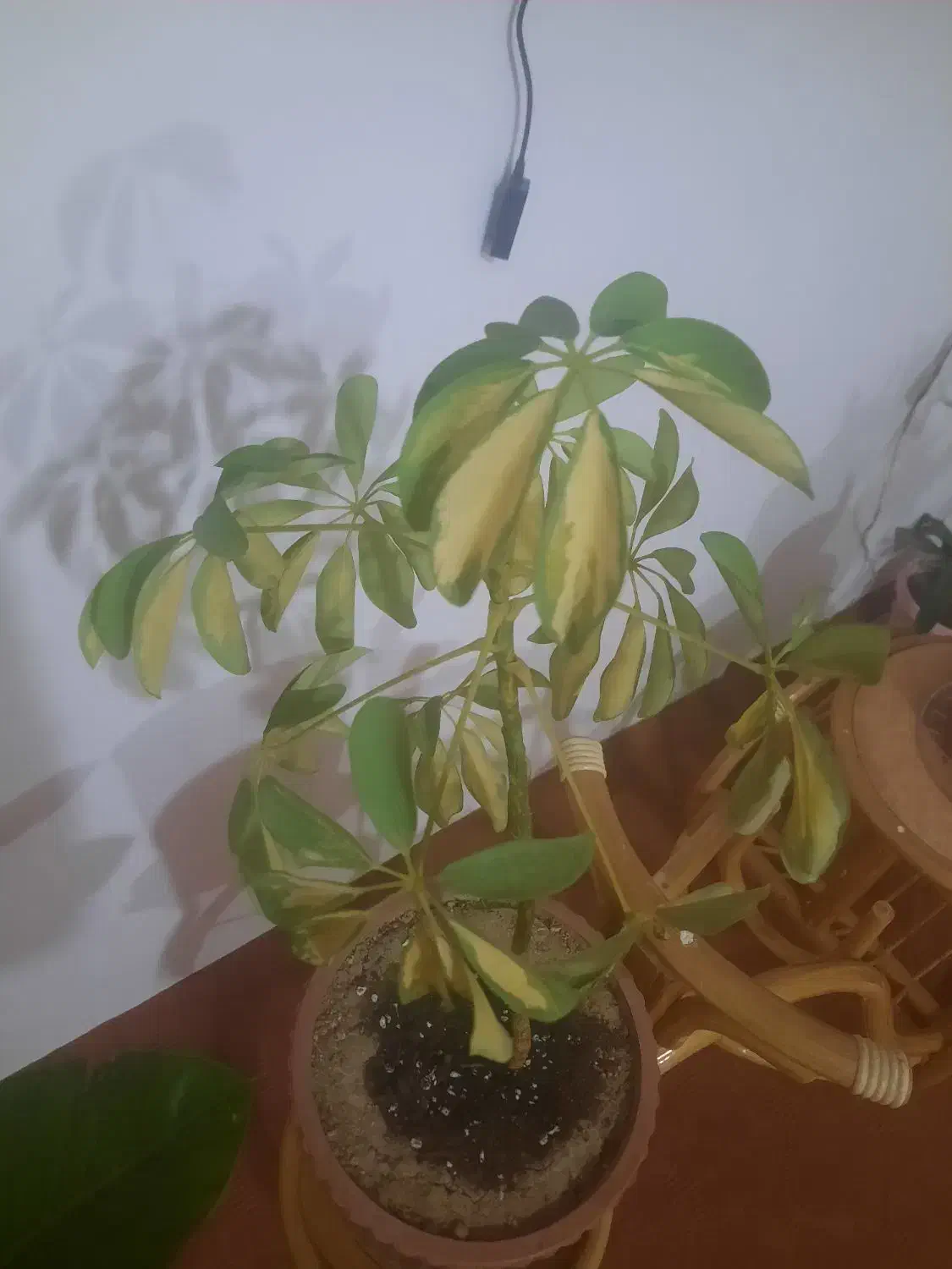 گل های اپارتمانی|گل و گیاه طبیعی|اهر, |دیوار