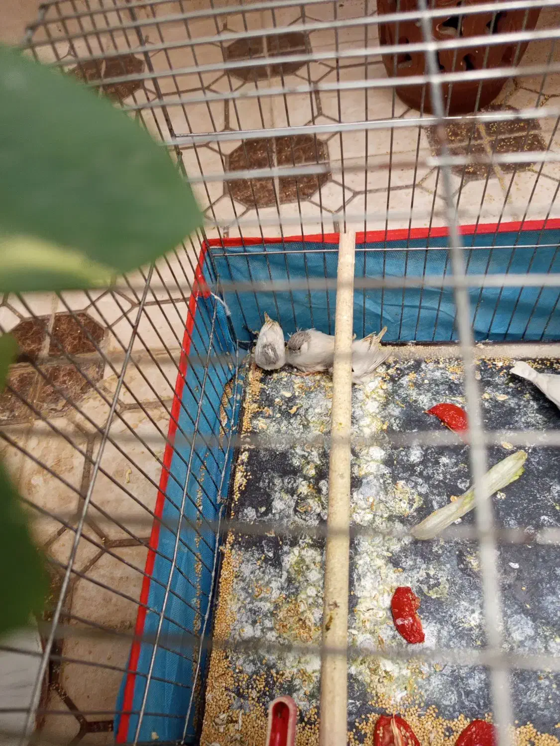 فنج 5 عدد قیمت مناسب|پرنده|شیراز, مسلم|دیوار