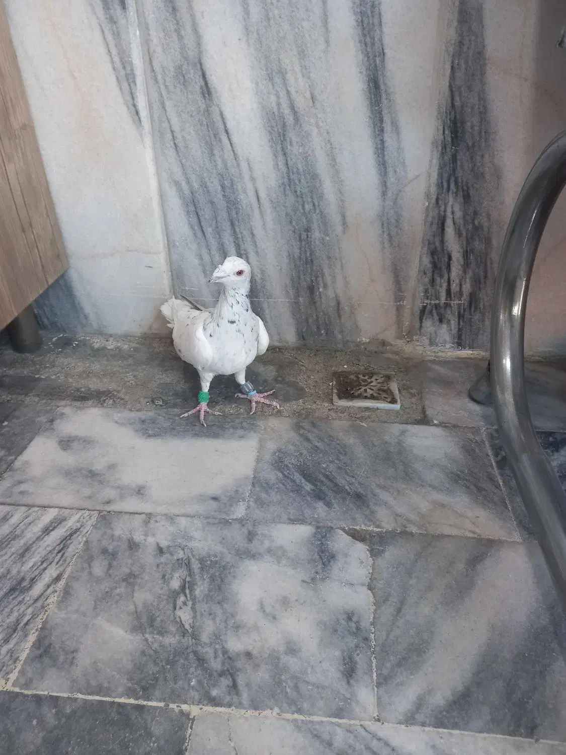 سارسیاه قلدرنر....زدوخوردی|پرنده|مشهد, ایثار|دیوار