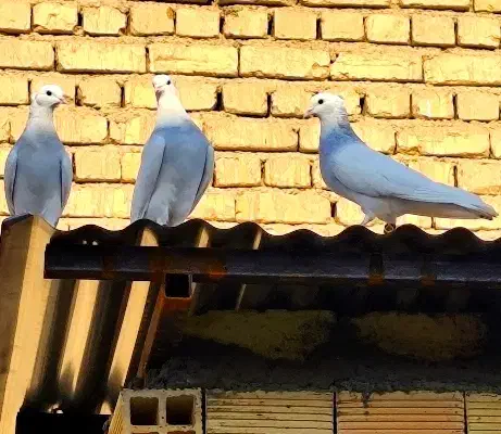 طوقی آبی|پرنده|خمینیشهر, |دیوار