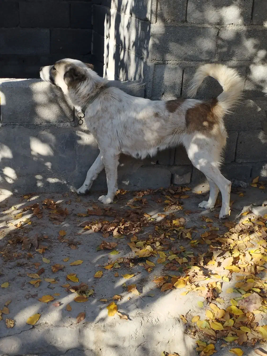 سگ لاس دوساله|سگ|مبارکه, |دیوار