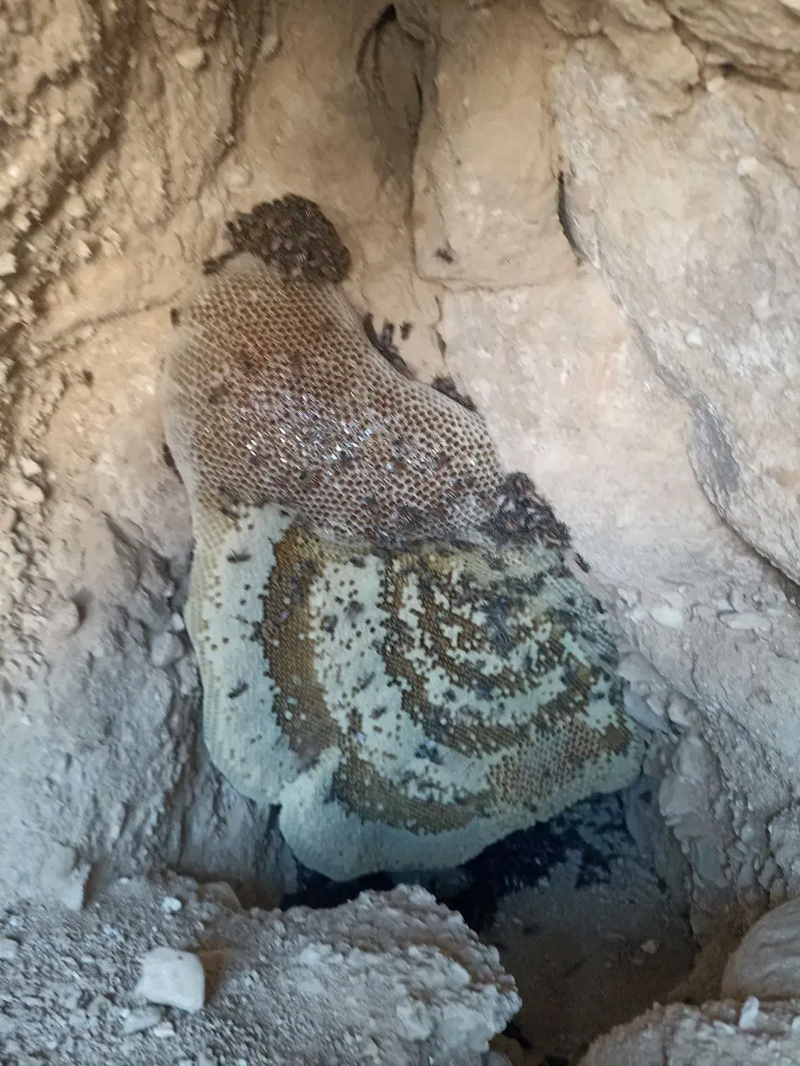 عسل وحشی|خوردنی و آشامیدنی|علامرودشت, |دیوار