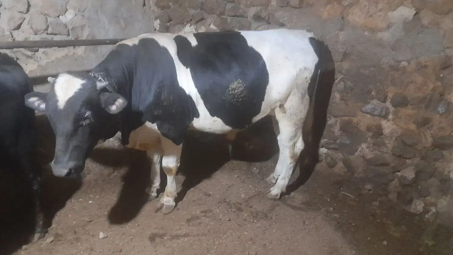 گاو نر خوب عالی|حیوانات مزرعه|چاراویماق, |دیوار