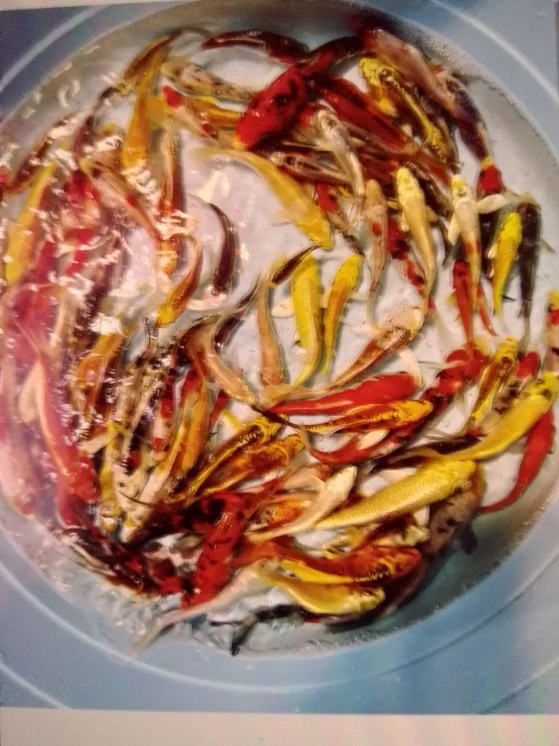 انواع ماهی کوی|ماهی|تهران, خرمشهر|دیوار