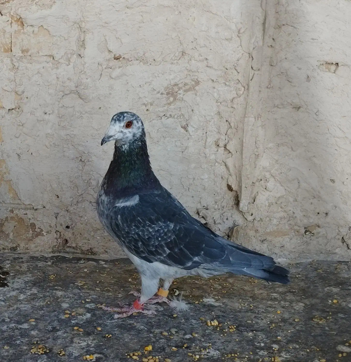 سوسکی .بزک.کرباتی کرمونی|پرنده|تربتحیدریه, باغ ملی|دیوار