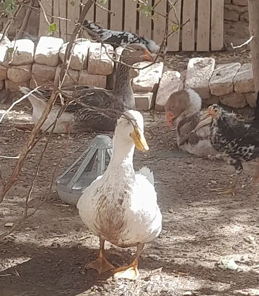 معاوضه غاز وکبوتر با...|حیوانات مزرعه|کرمان, |دیوار