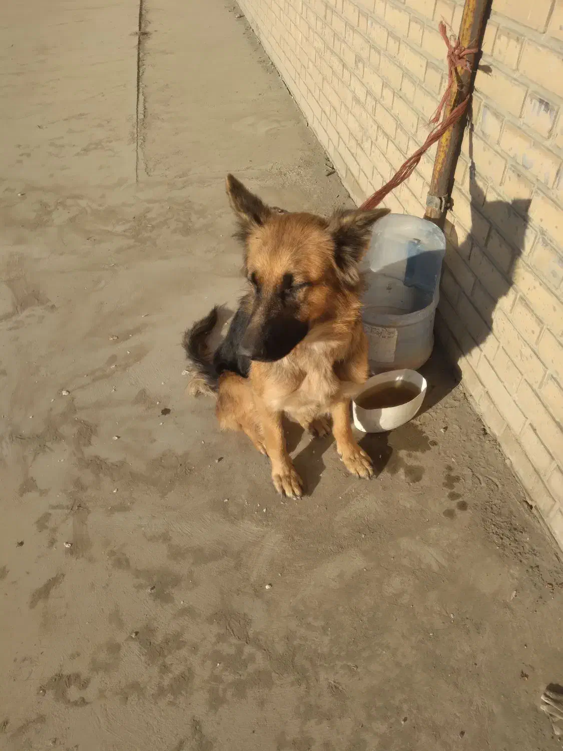 سگ ژرمن گمشده|حیوانات|کهریزک, |دیوار