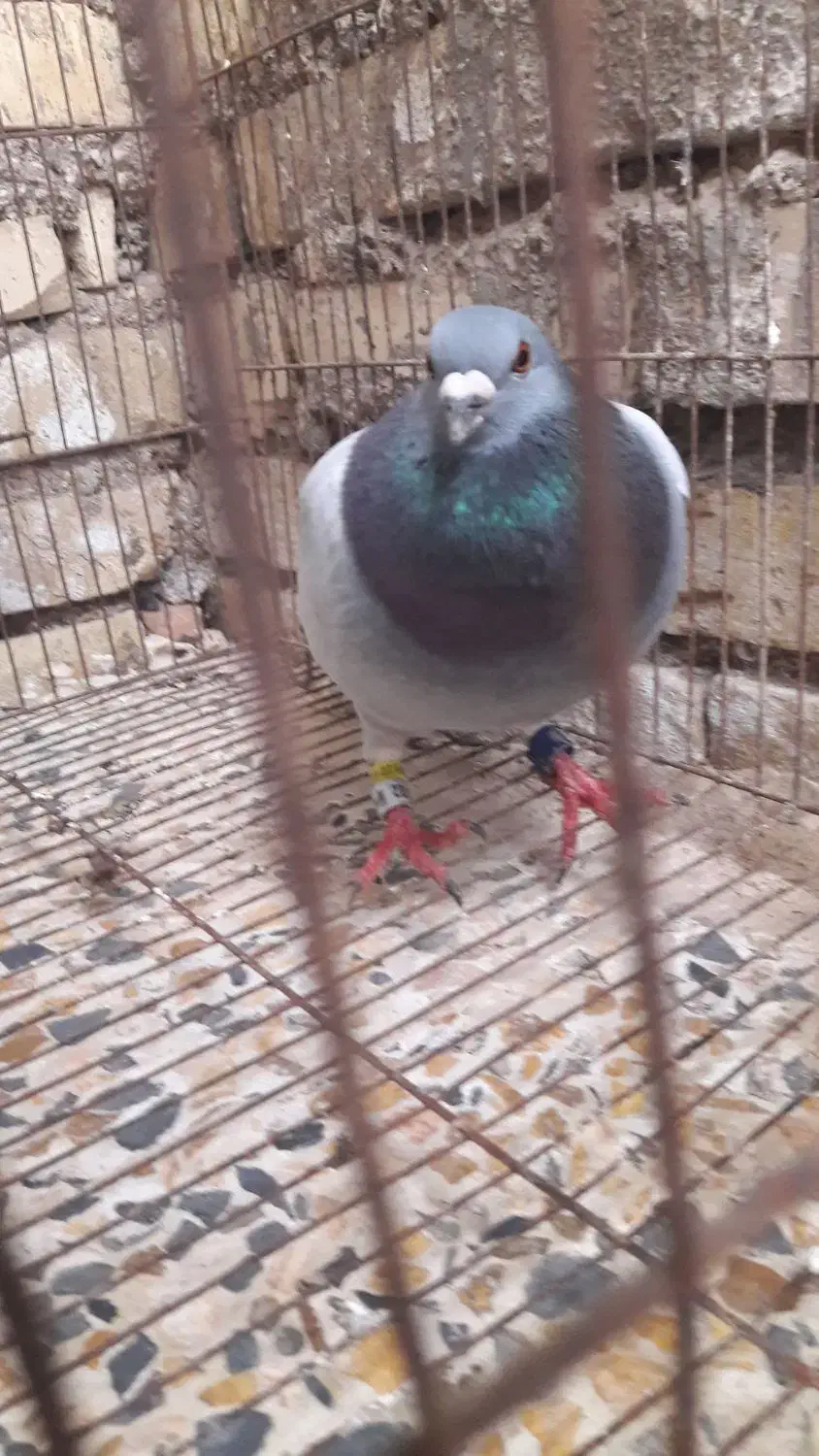 کبوتر پلاکی|حیوانات|حمیدیه, |دیوار