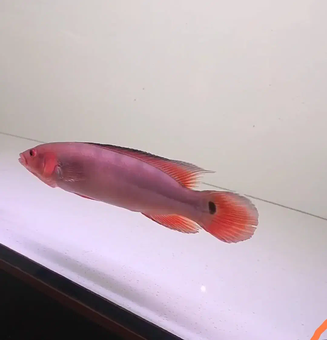 رد پایک اتاباپو|ماهی|مشکین‌دشت, |دیوار