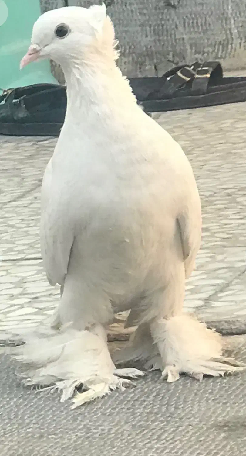 کبوتر ماده راعب کربلایی فروش و معاوضه با زاغ|پرنده|شاهین‌شهر, شهرک گلدیس|دیوار