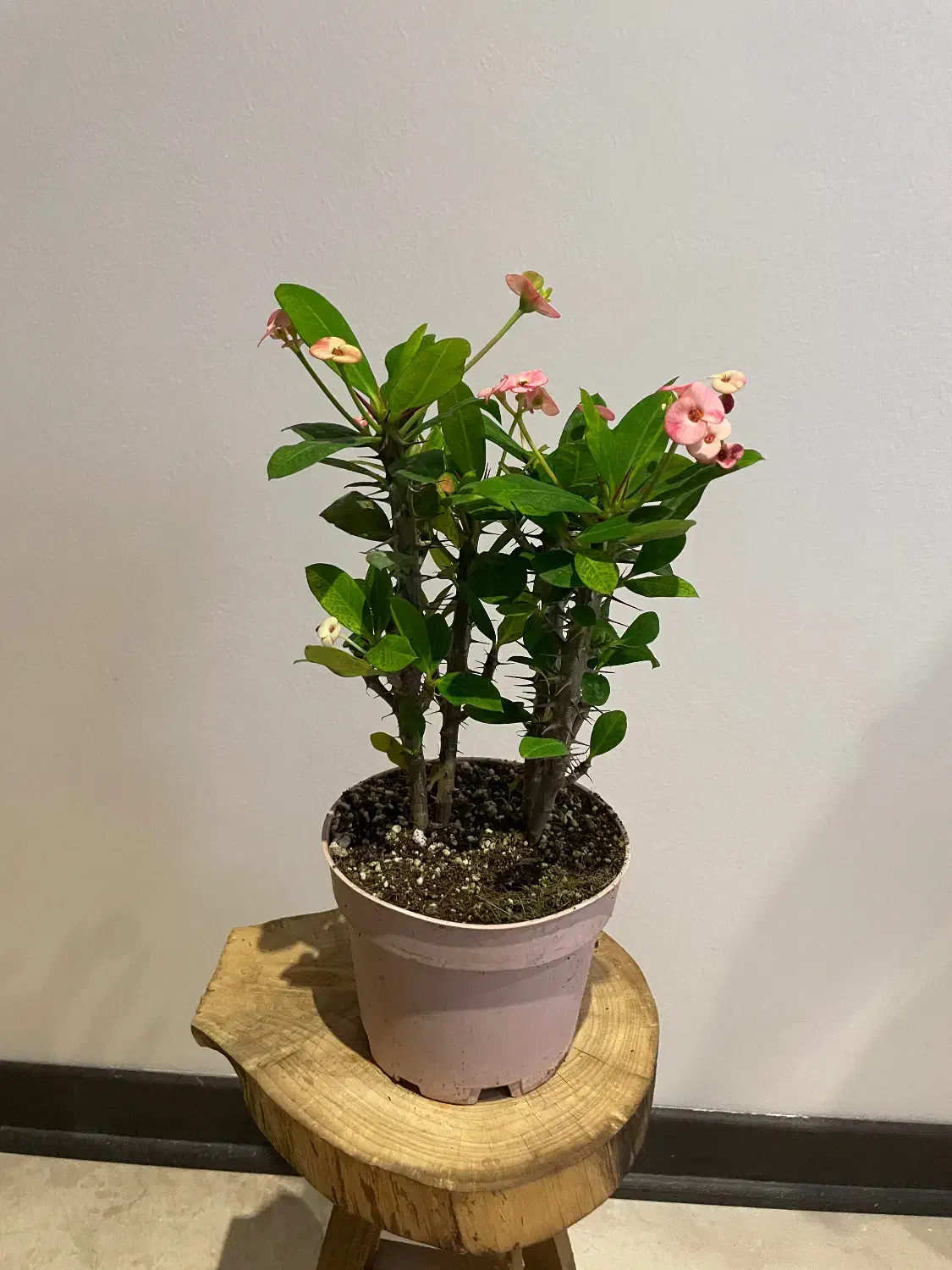 مرجان گلدار|گل و گیاه طبیعی|تهران, سید خندان (جلفا)|دیوار