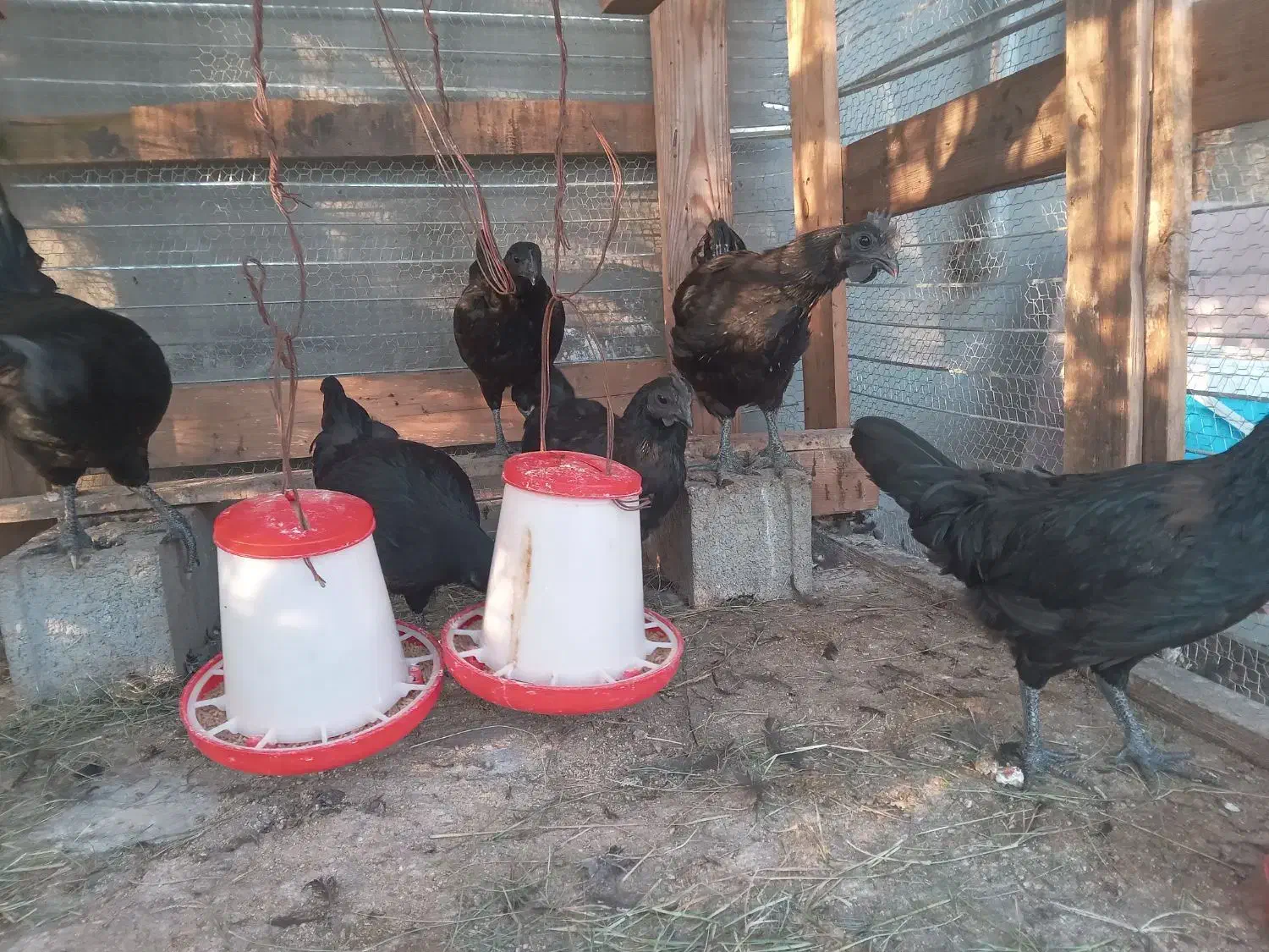 ۳جفت مرغ و خروس ایام سمانی|حیوانات مزرعه|بابل, |دیوار