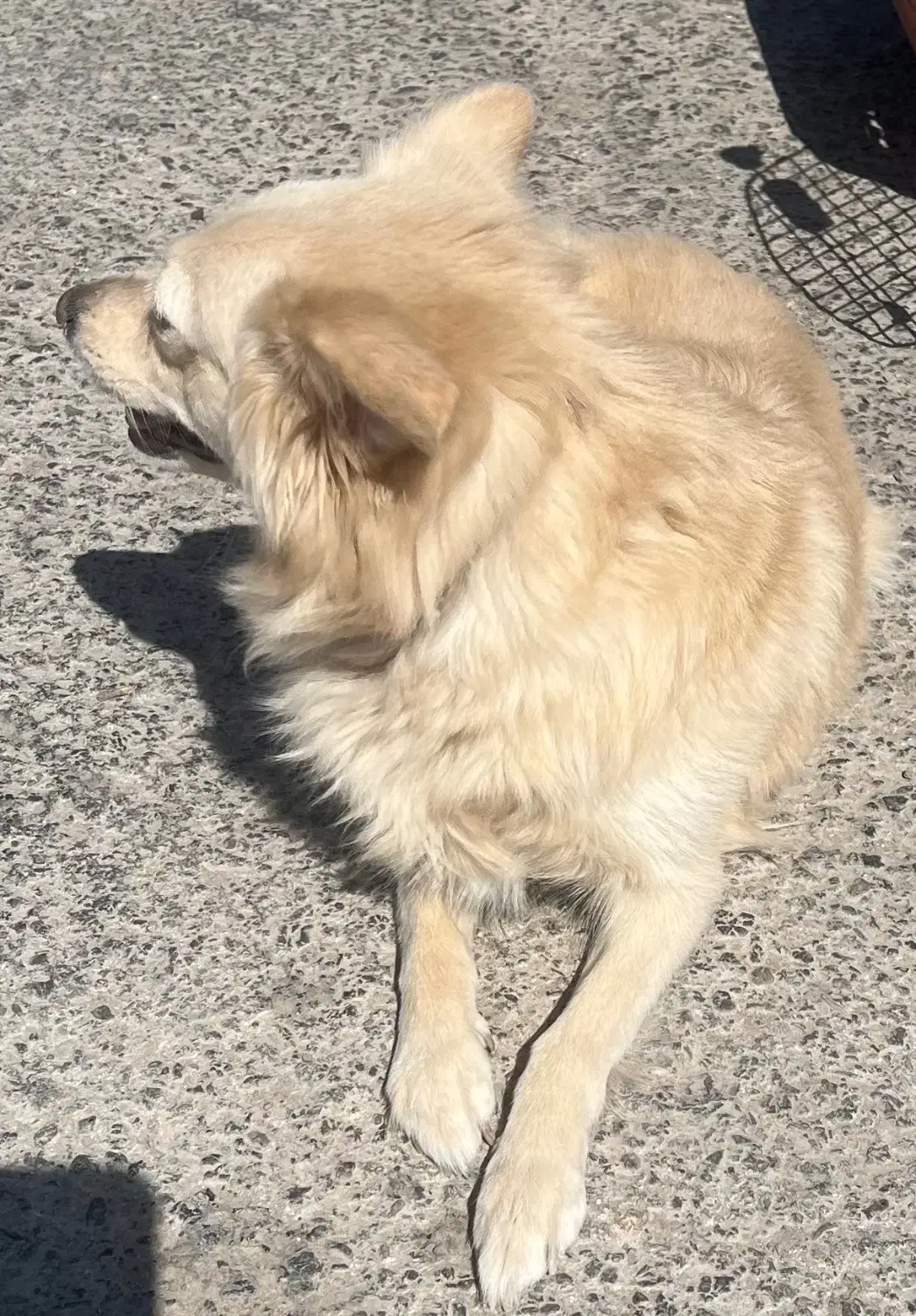 واگذاری سگ پامرانین اشپیتز|سگ|کرمان, |دیوار