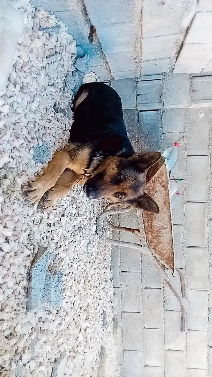 ژرمن ماده|سگ|اهواز, نادری|دیوار