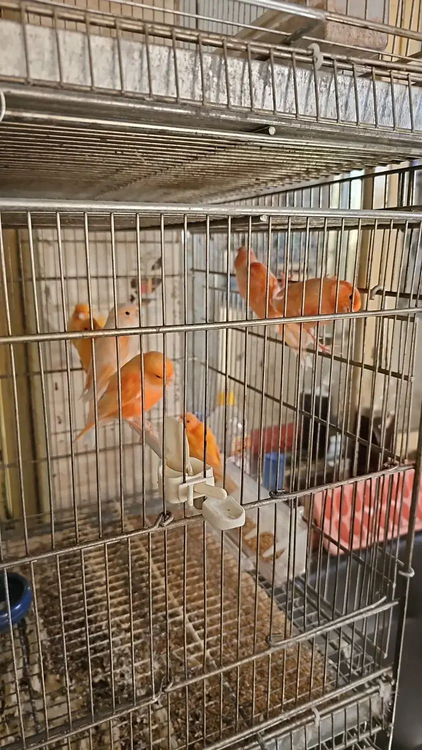 قناری اورجینال ترکیه ای|پرنده|شهریار, رزکان|دیوار