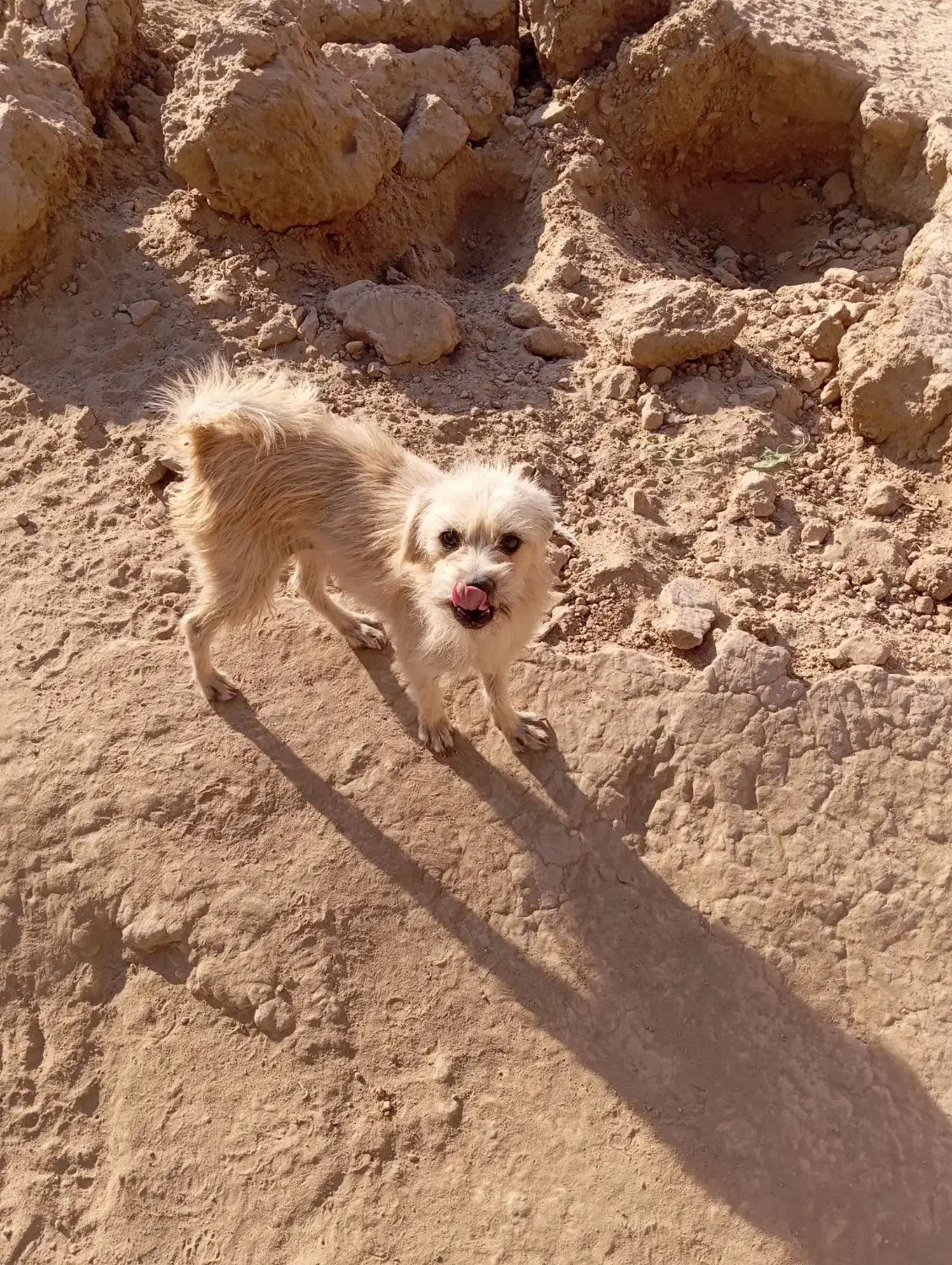 سگ پاکوتاه|سگ|سبزوار, قاضی زاد|دیوار