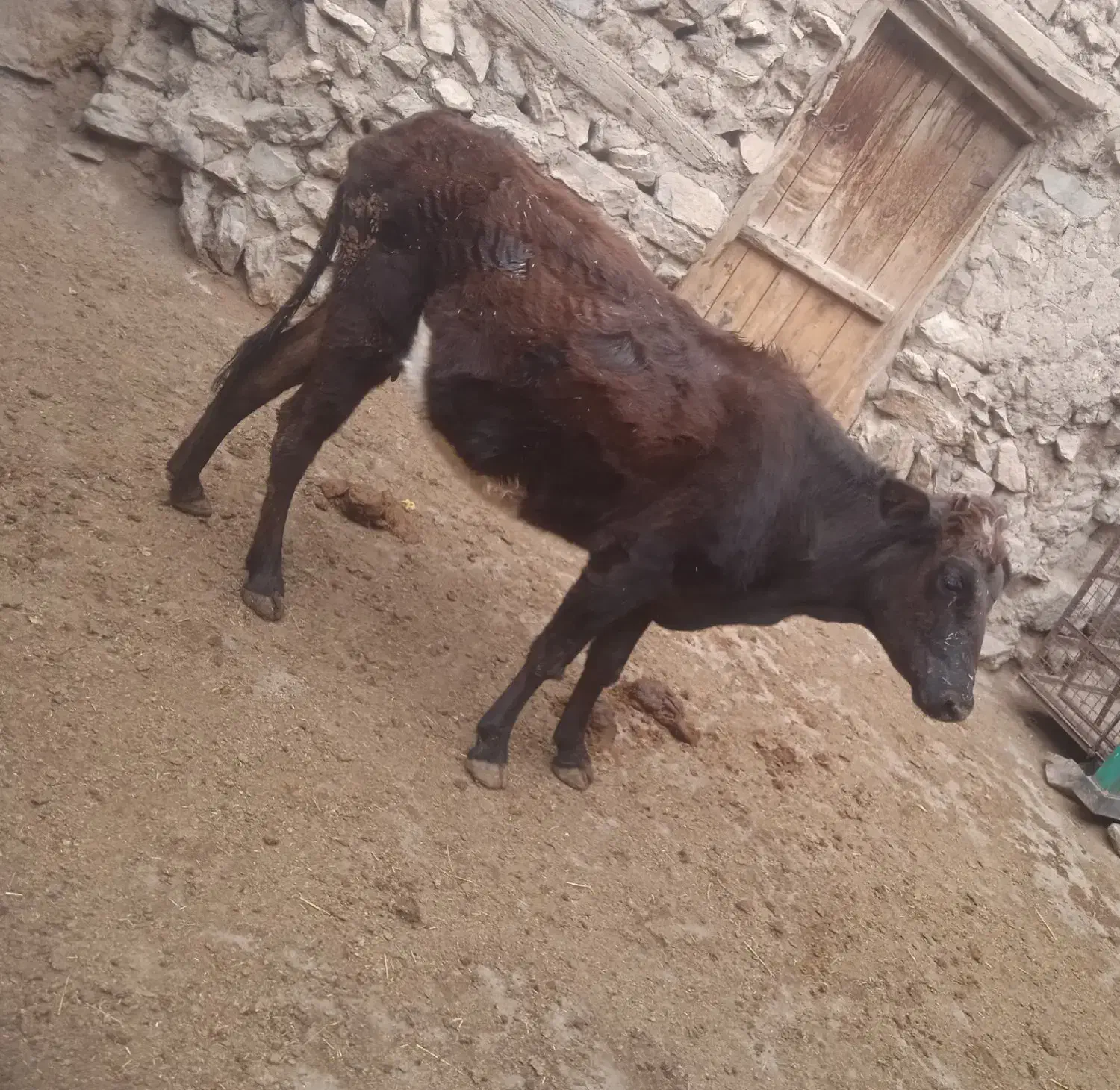 دوعدد گاو گوساله بزرگ ماده زایمان هستی|حیوانات مزرعه|کلیبر, |دیوار