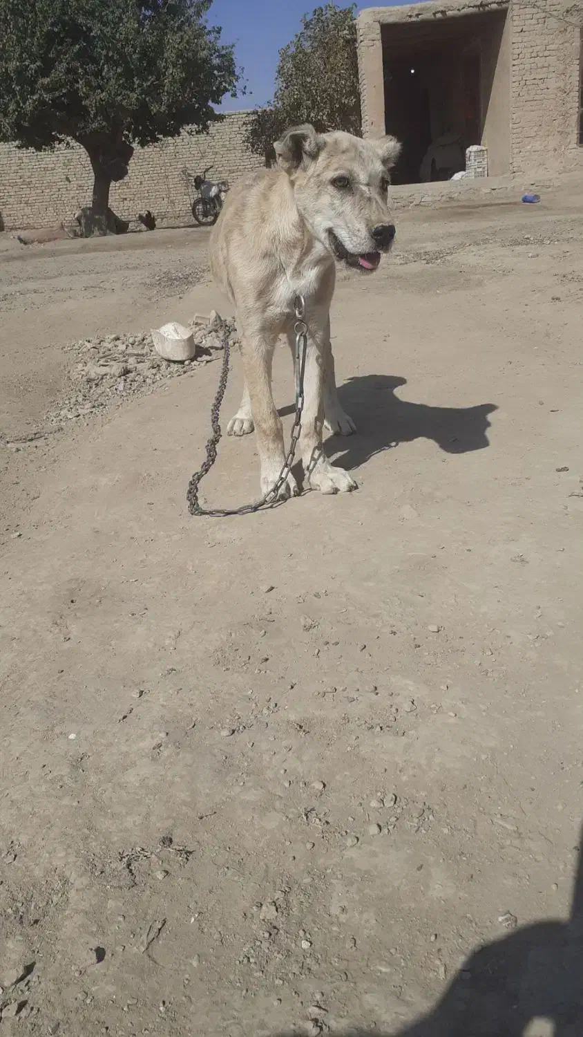 فروشی|سگ|چناران, |دیوار