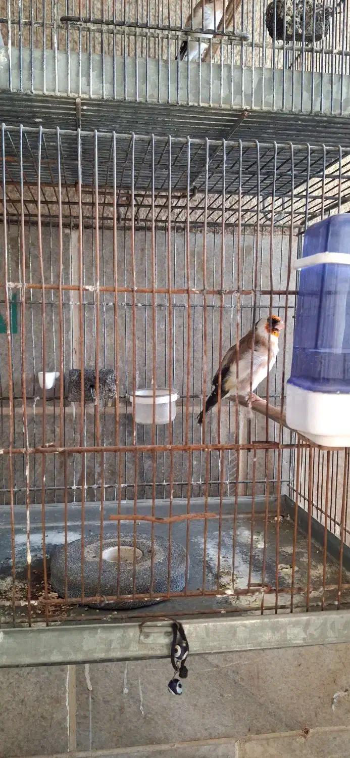 فروش سره نر وماده|پرنده|پاکدشت, پاکدشت (مامازند)|دیوار