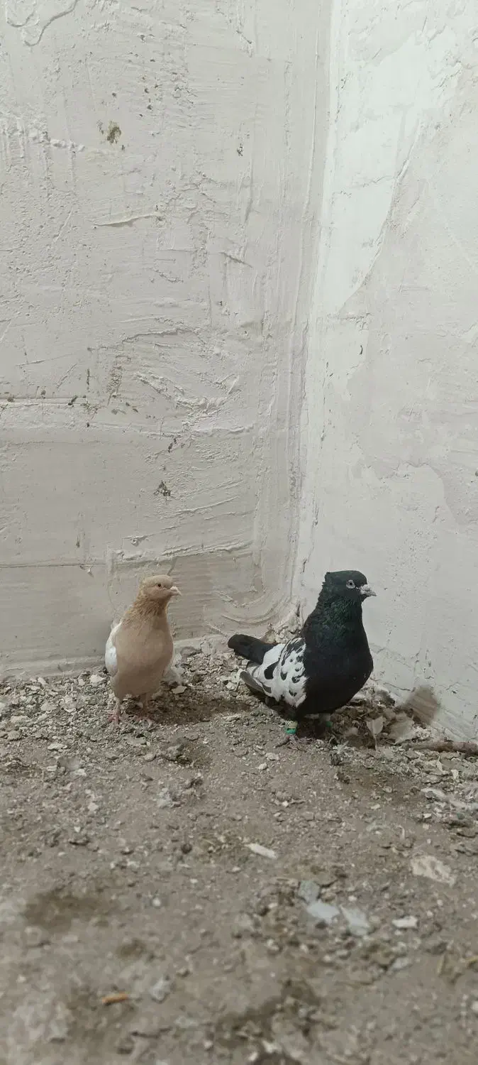 یک جفت قزوینی نر و ماده|پرنده|کبودرآهنگ, |دیوار