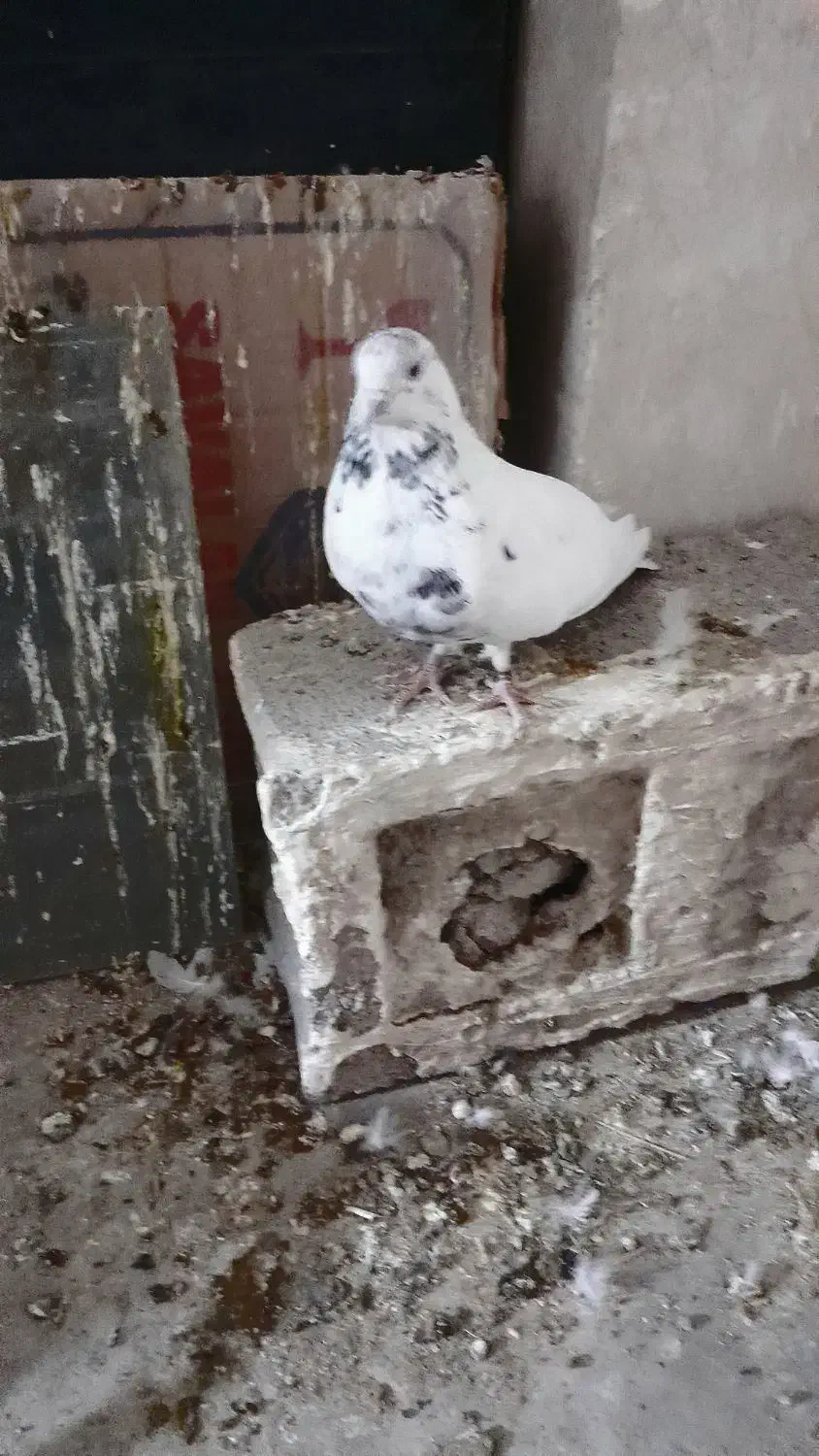 خال سبز اصیل|پرنده|خاش, |دیوار